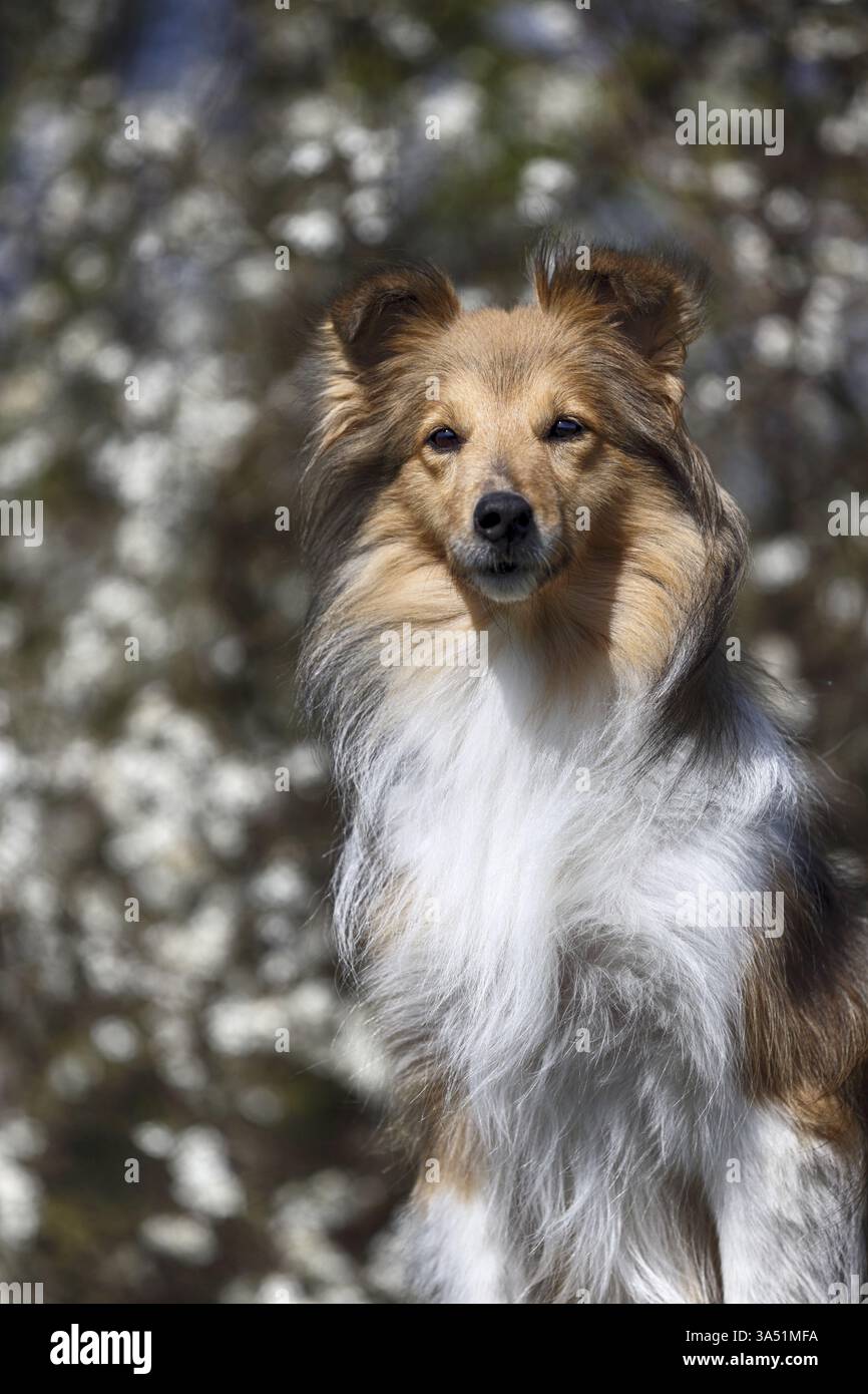 Sheltie Foto Stock