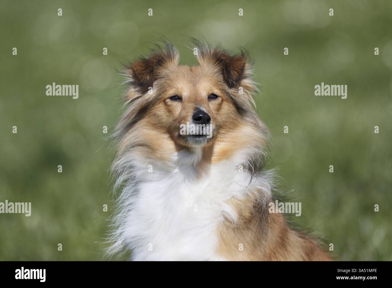 Sheltie Foto Stock