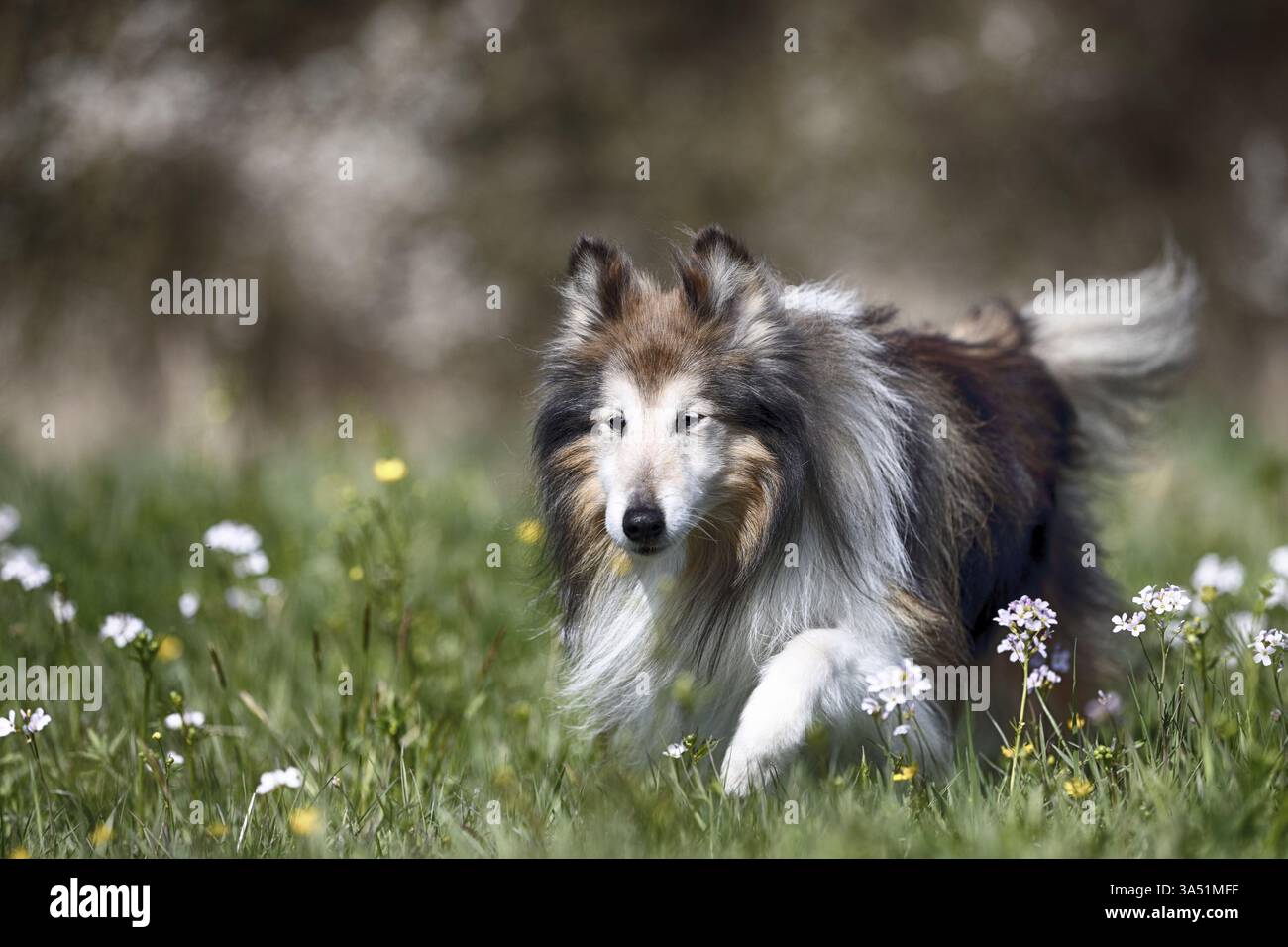 Sheltie Foto Stock