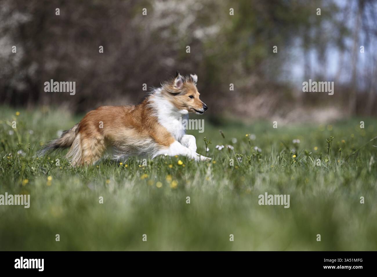 Sheltie Foto Stock