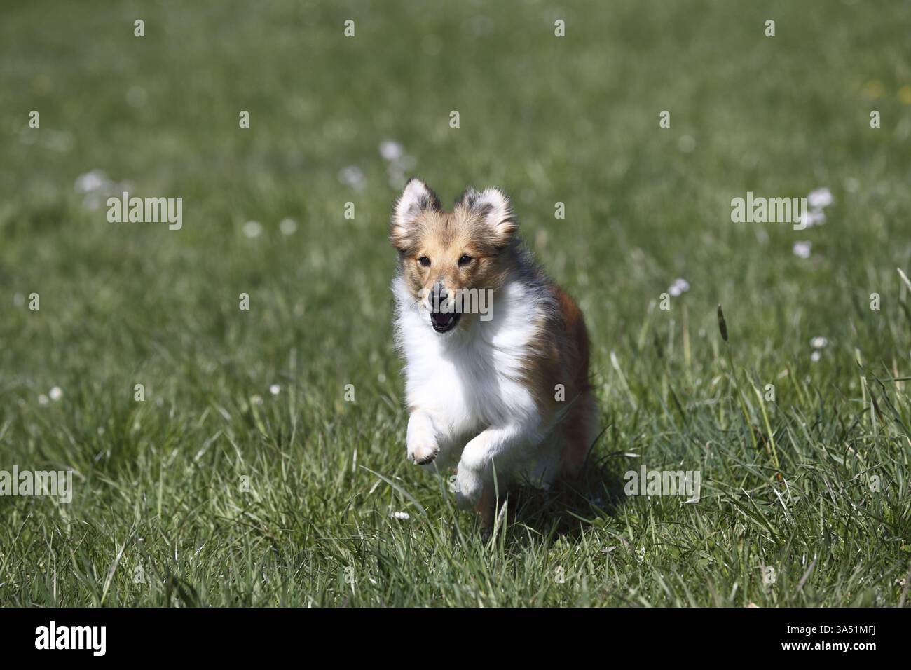 Sheltie Foto Stock