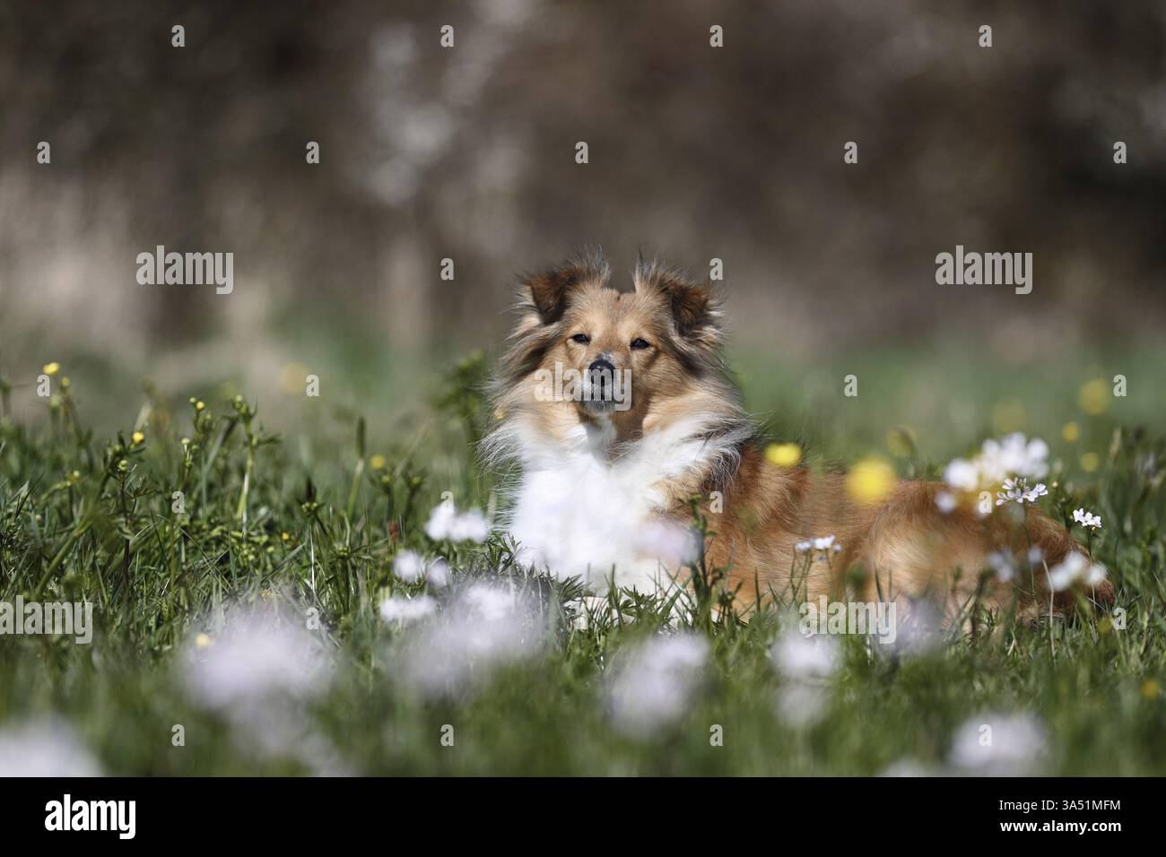 Sheltie Foto Stock