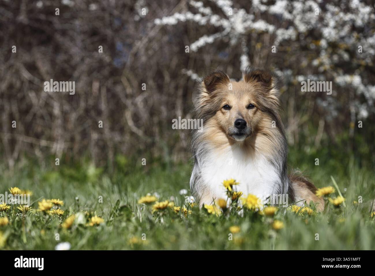 Sheltie Foto Stock