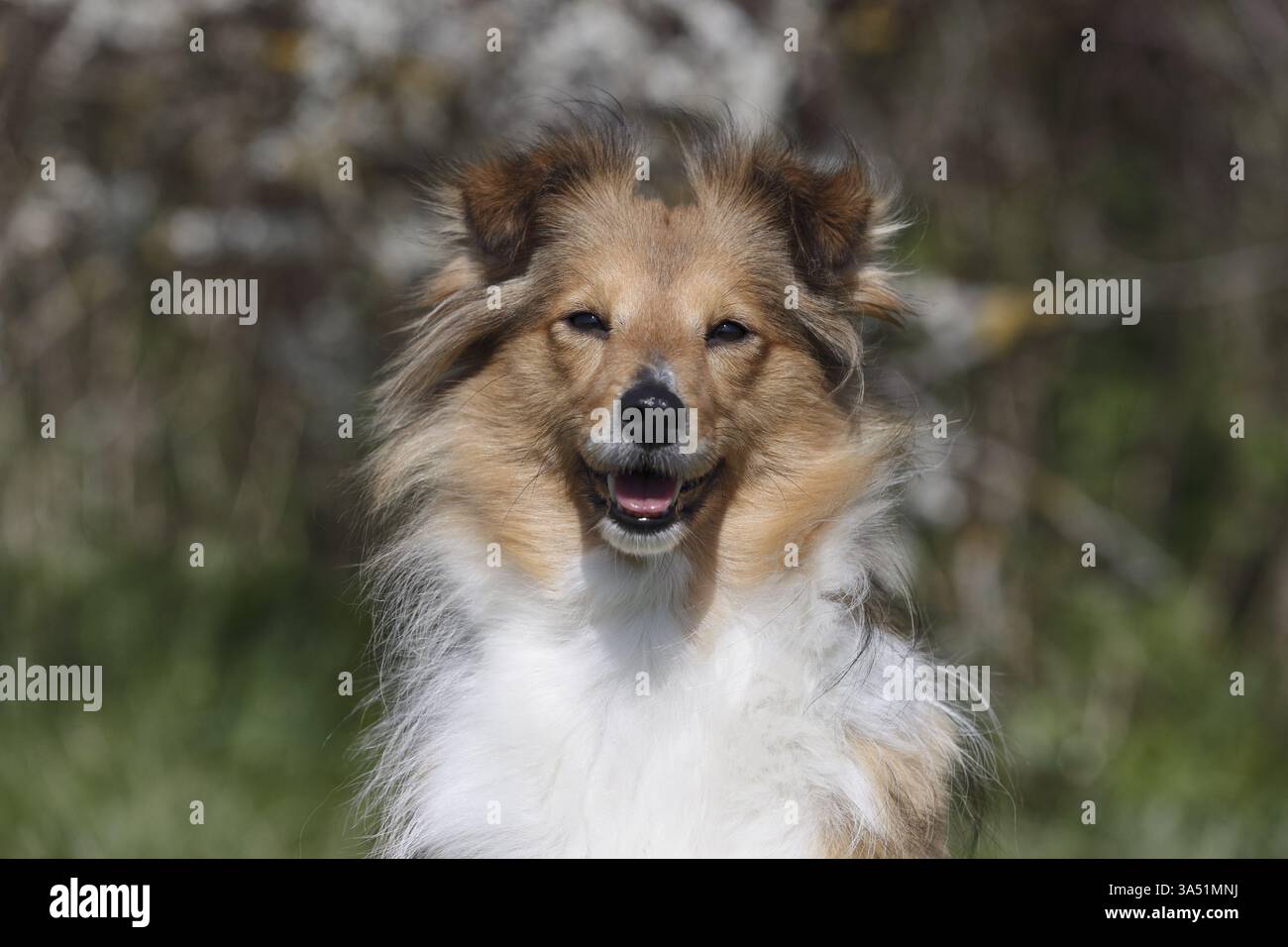 Sheltie Foto Stock