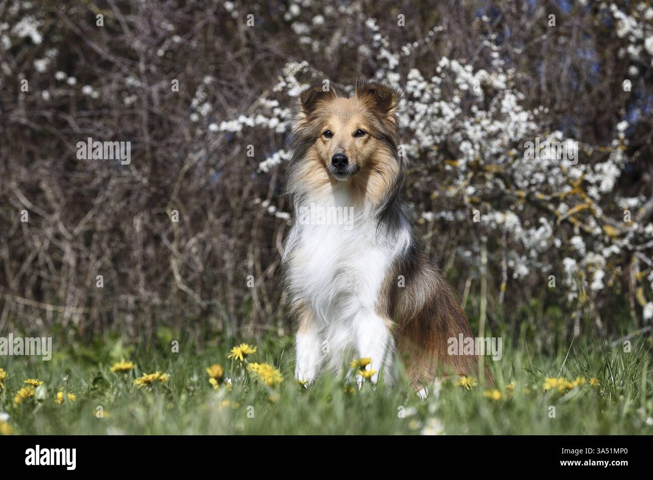 Sheltie Foto Stock