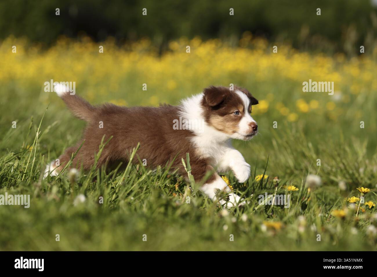 Pastore australiano cucciolo Foto Stock
