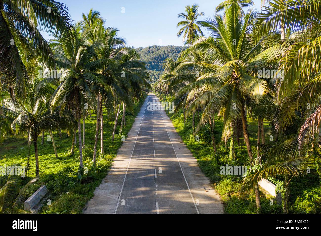 Vista aerea degli alberi di cocco che costeggiano una strada forestale rurale in pieno giorno. Questo paesaggio tropicale delle Filippine presenta una lussureggiante vegetazione verde e cieli limpidi, ideale per viaggi e natura. Foto Stock