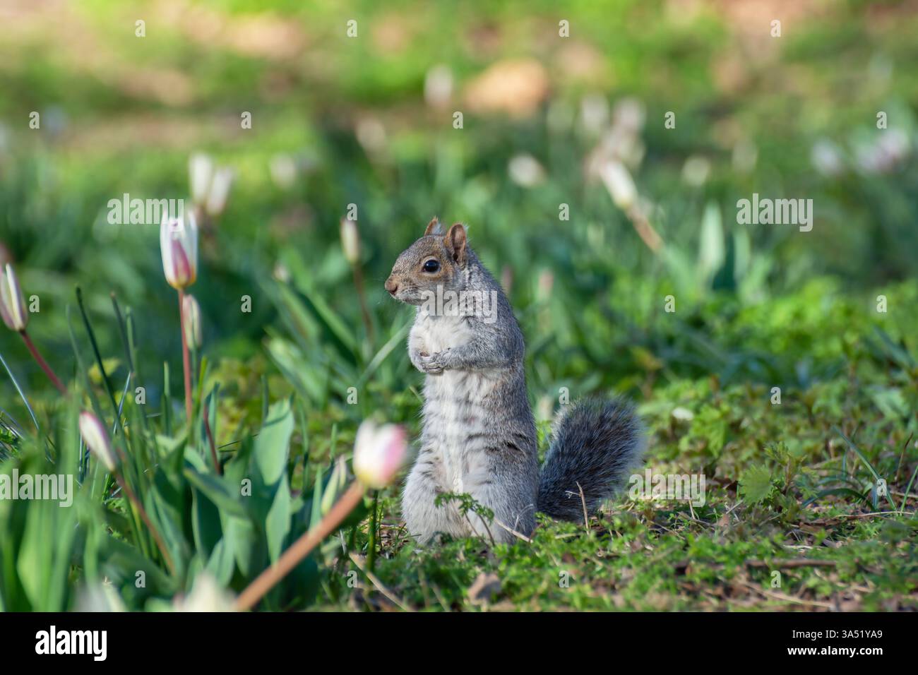 Scoiattolo grigio in piedi tra i primi tulipani primaverili fioriti a marzo, Regno Unito, primavera Foto Stock