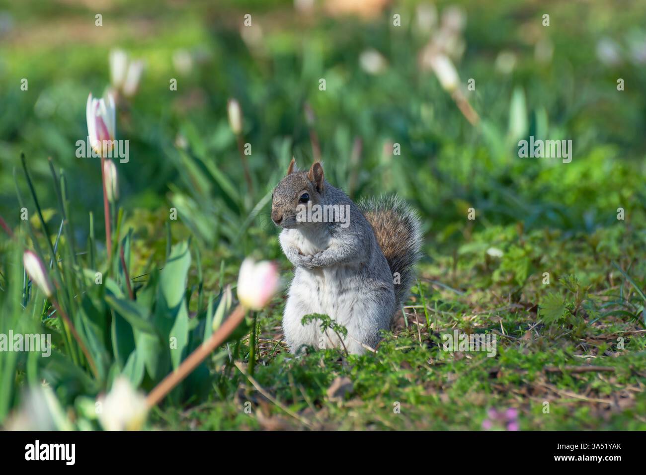 Scoiattolo grigio in piedi tra i primi tulipani primaverili fioriti a marzo, Regno Unito, primavera Foto Stock