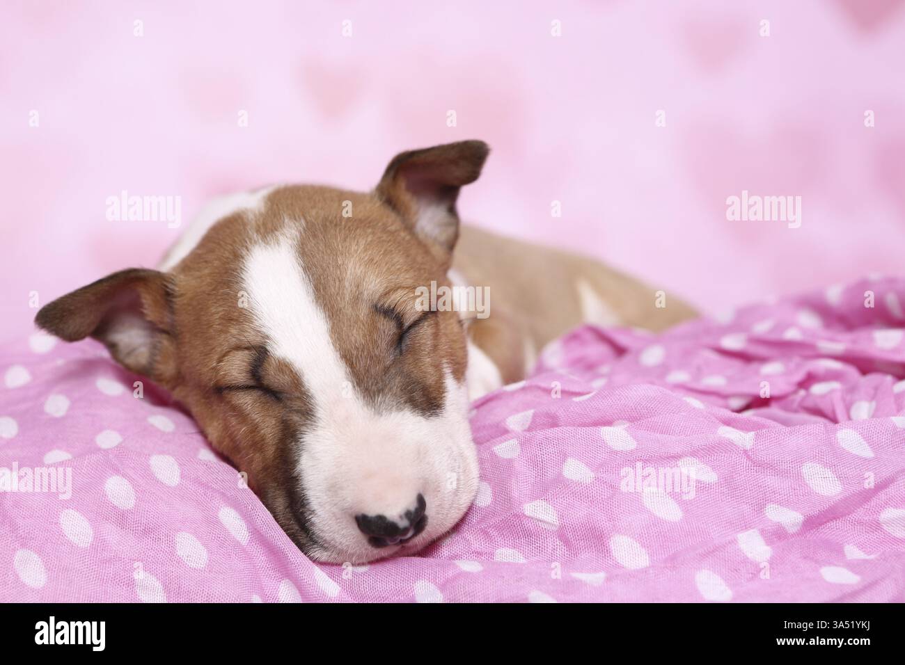 Toro in miniatura Terrier Puppy Foto Stock