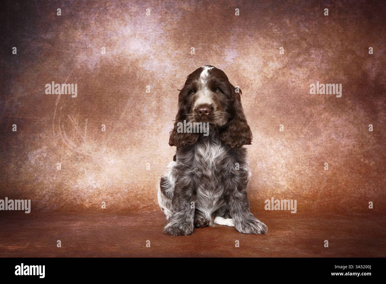 English Cocker Spaniel cucciolo Foto Stock