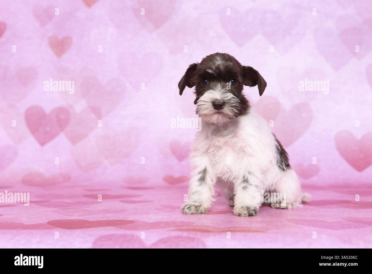 Miniatura CUCCIOLO SCHNAUZER Foto Stock