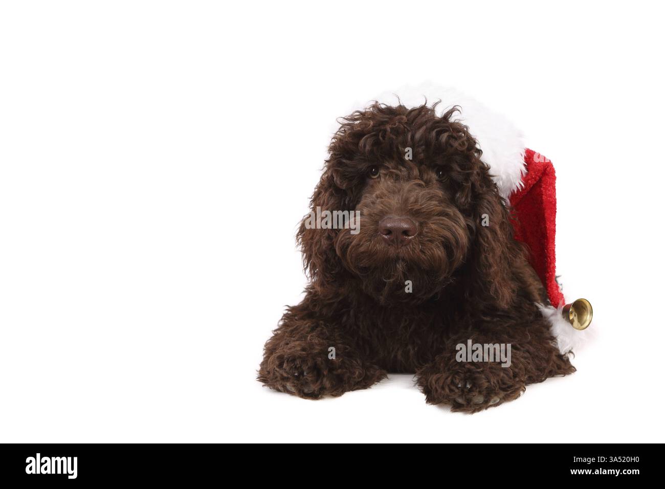 Perro de Agua Espanol Foto Stock