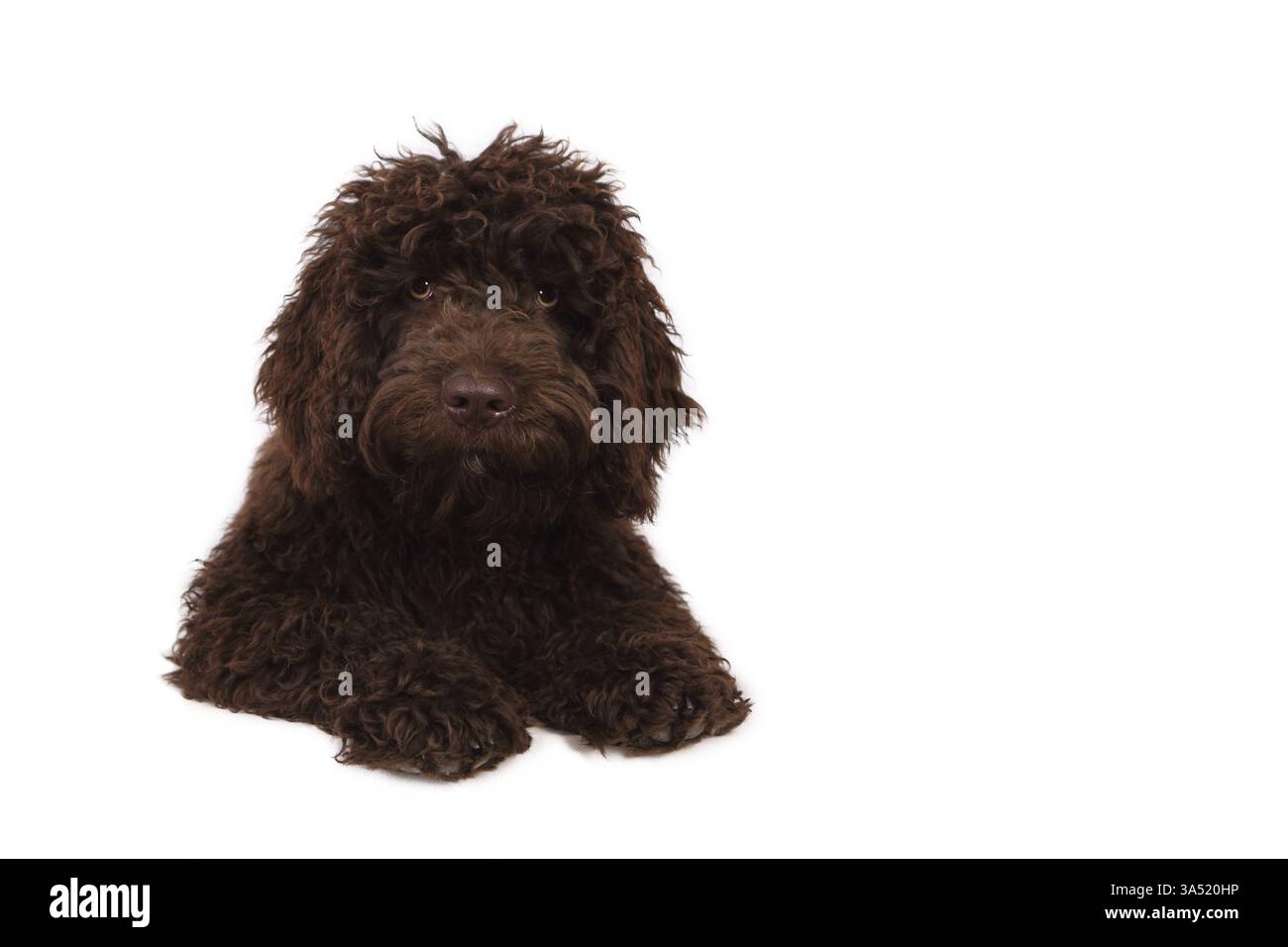 Perro de Agua Espanol Foto Stock