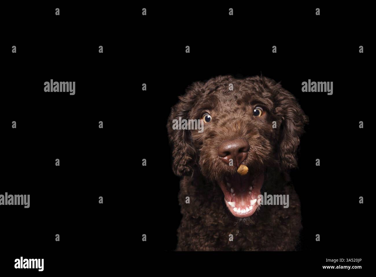Perro de Agua Espanol Foto Stock