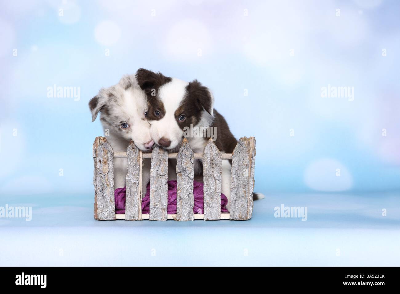 Border Collie cuccioli Foto Stock