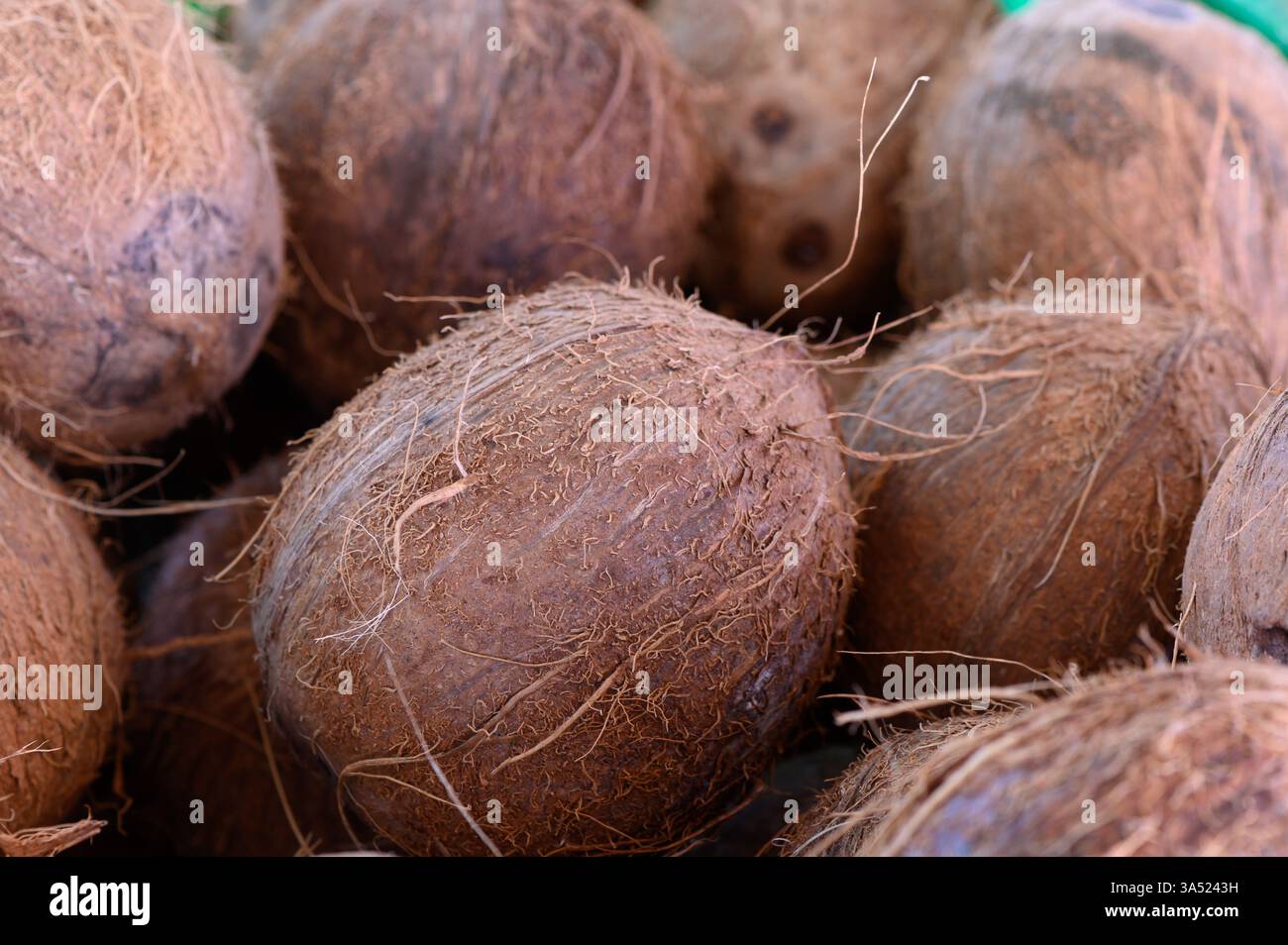 Le fresche noci di cocco accumulate in alto in un vivace mercato trasudano consistenze terrose e bellezza rustica. La luce del sole balla dalle loro superfici ruvide, creando un'atmosfera calda e intima Foto Stock