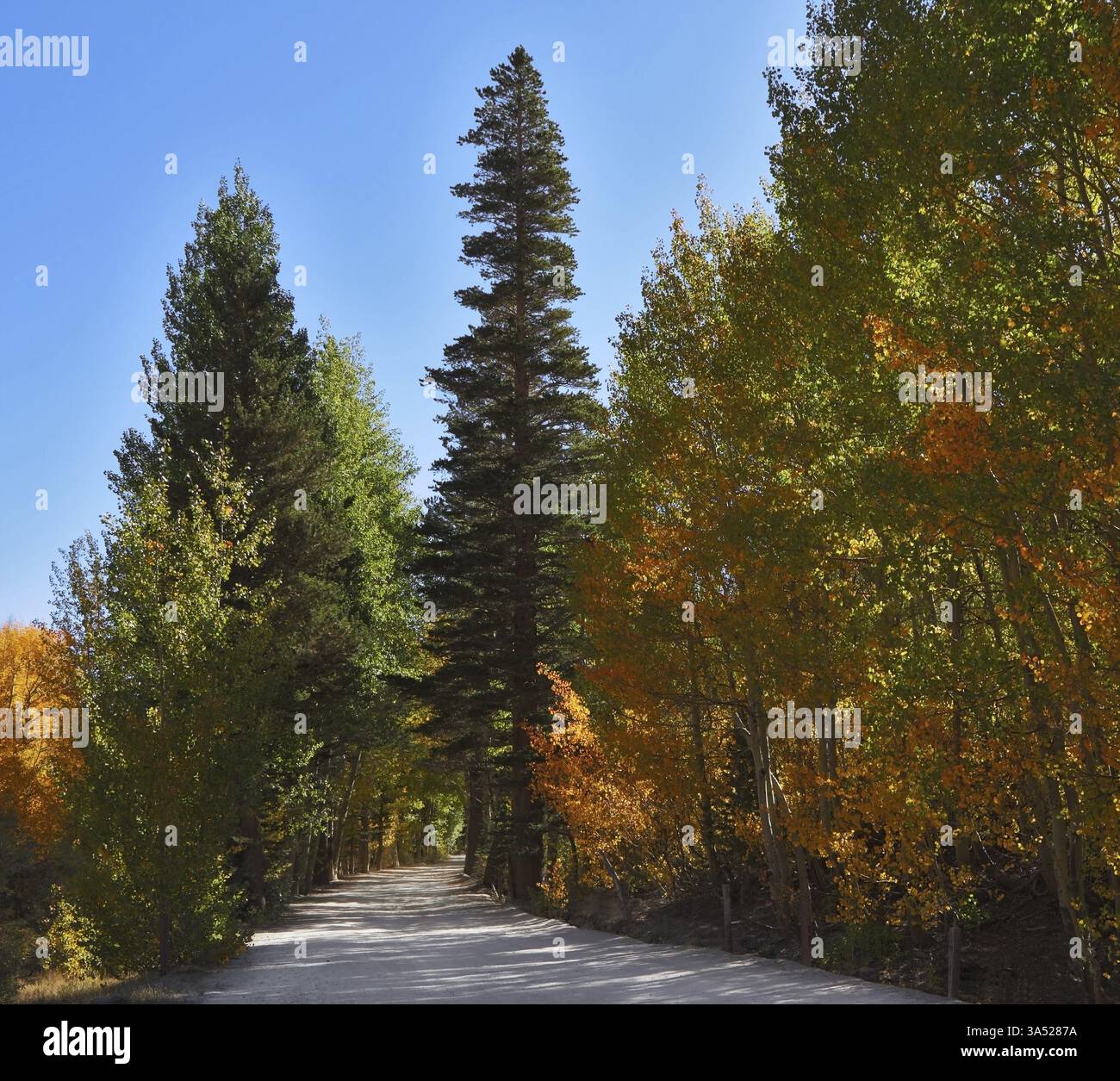 Vicolo ombreggiato nel parco di montagna. Una giornata di sole e un fogliame giallo, verde e arancio Foto Stock