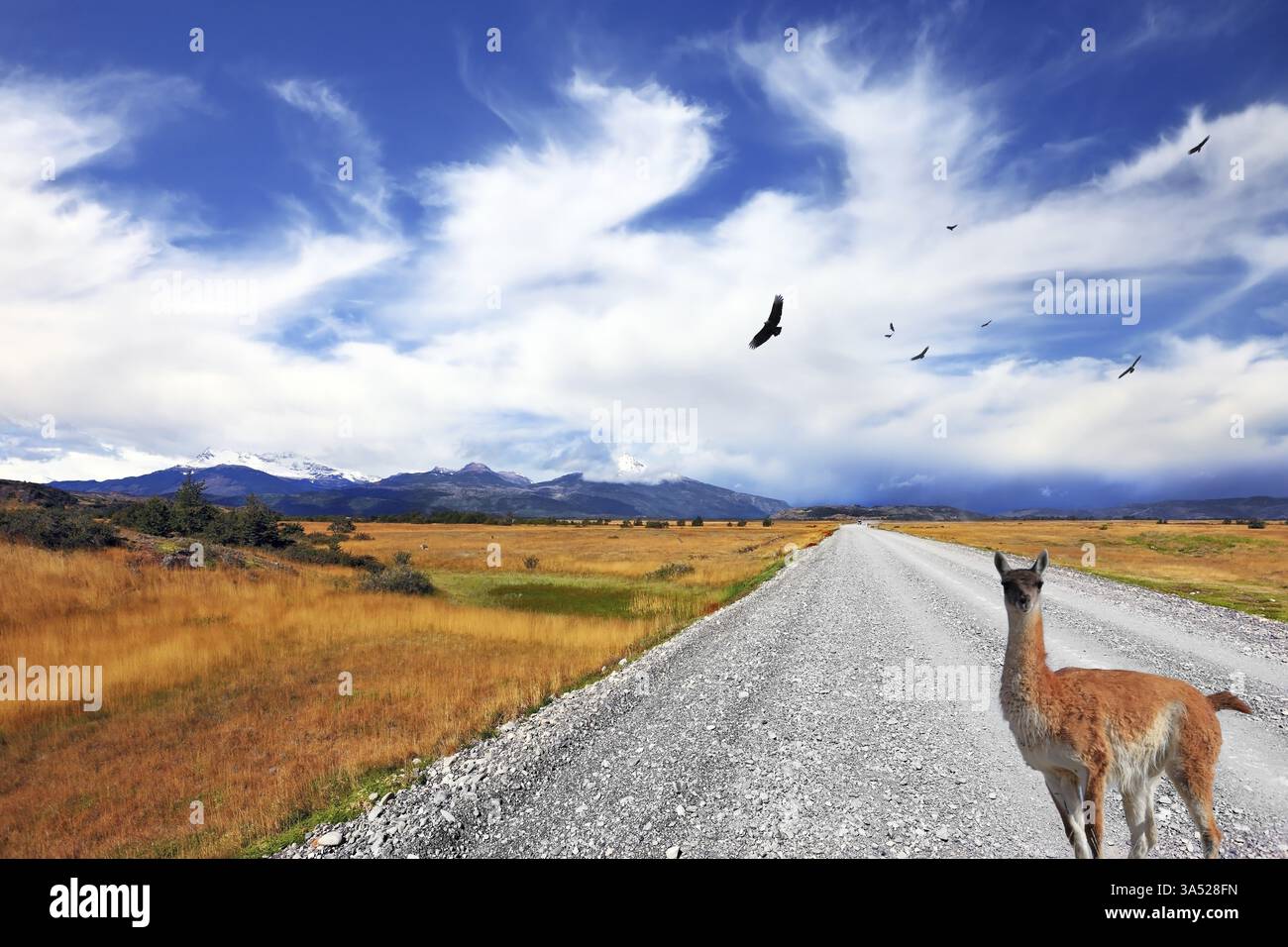 Sopra la strada sterrata del condor andino di pampa si innalza. Lama curiosa che guarda la strada. All'orizzonte si vedono montagne innevate Foto Stock