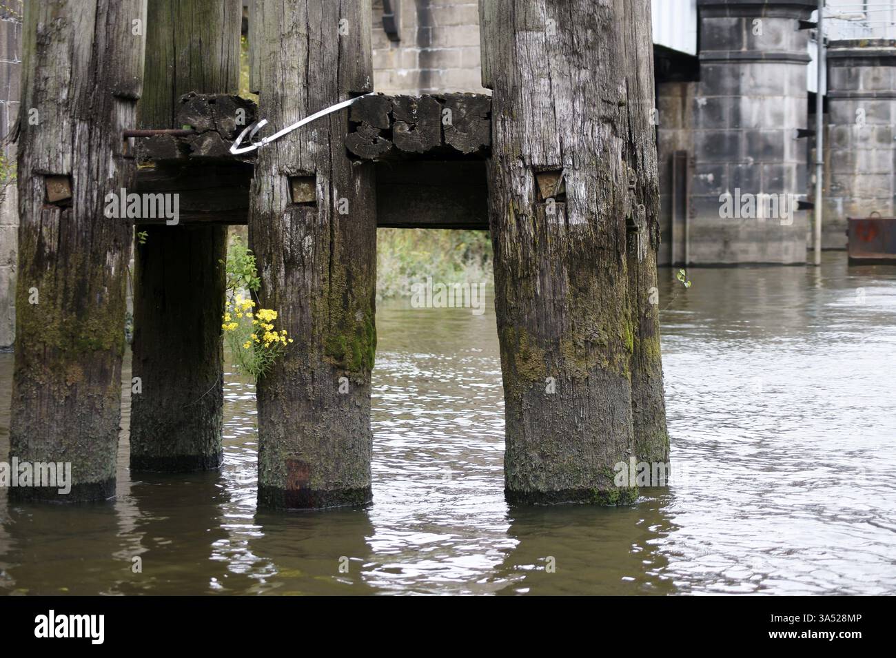 Colonne di legno marcio Foto Stock
