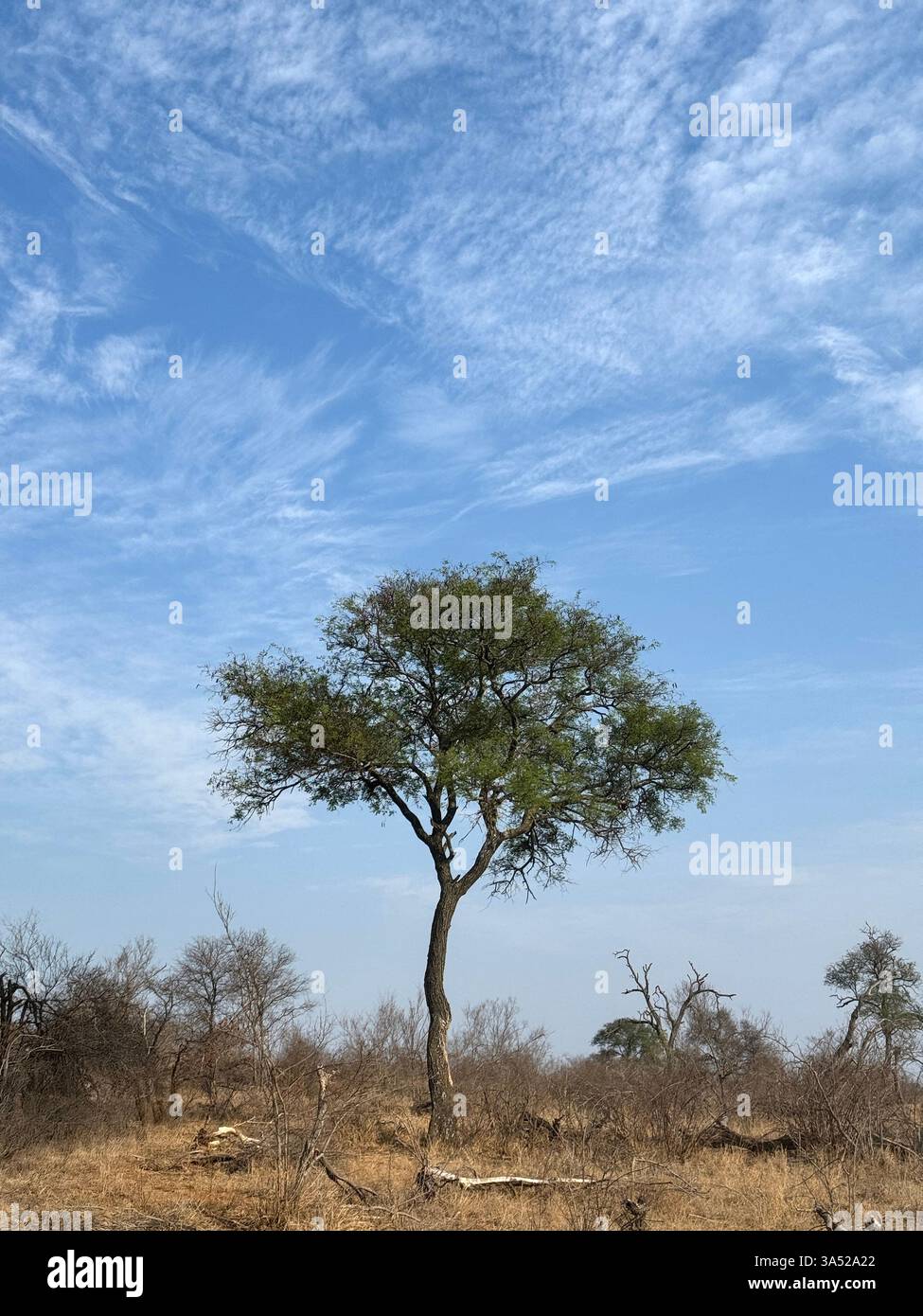 Un grande albero solitario contro un bel cielo - Immagine stock catturata con smartphone