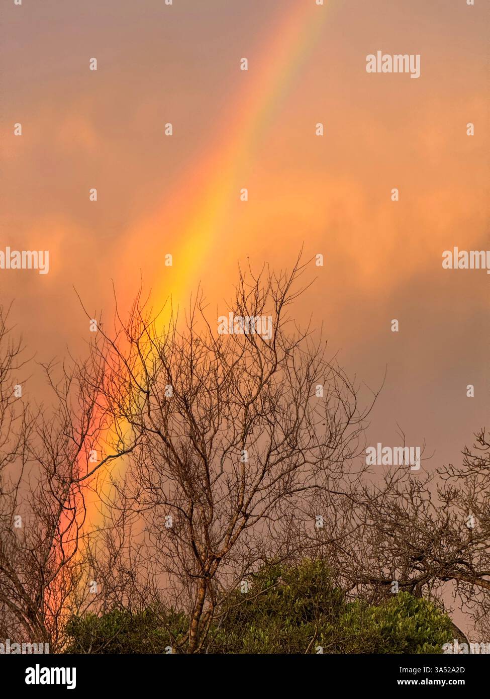 Sezione di un arcobaleno presa nel bosco nel pomeriggio - Immagine stock catturata con smartphone