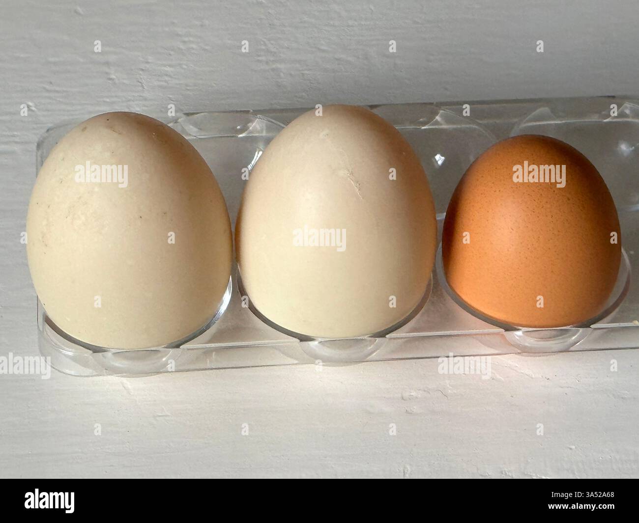 Due uova d'anatra accanto a un uovo di gallina per confrontare le dimensioni Foto Stock