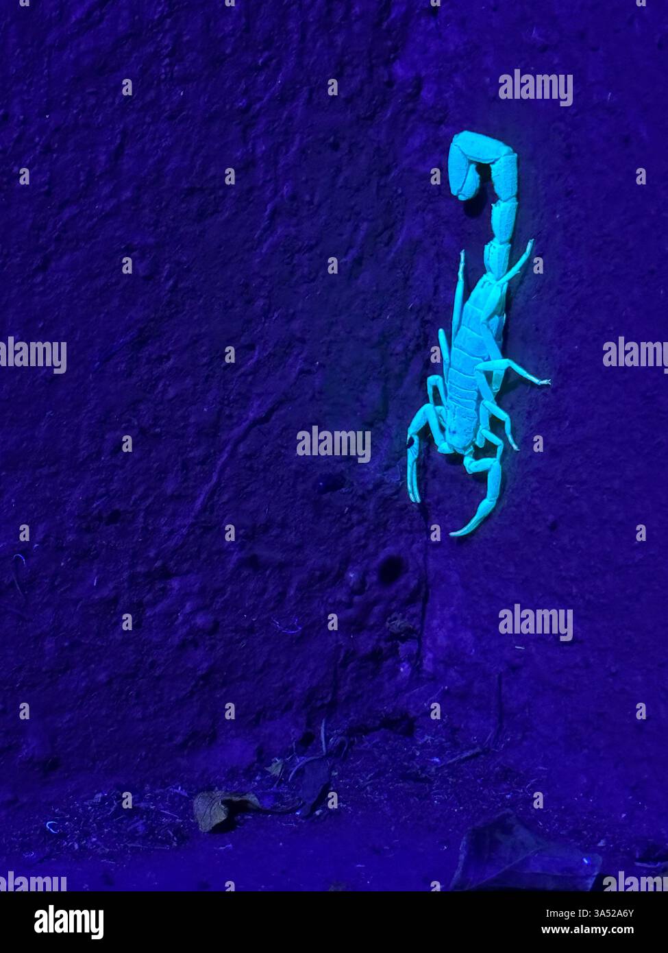 Uno scorpione di Parabuthus (potrebbe essere Parabuthus transvaalicus) che si illumina sotto una luce UV illuminata da una torcia uv - Immagine stock catturata con smartphone