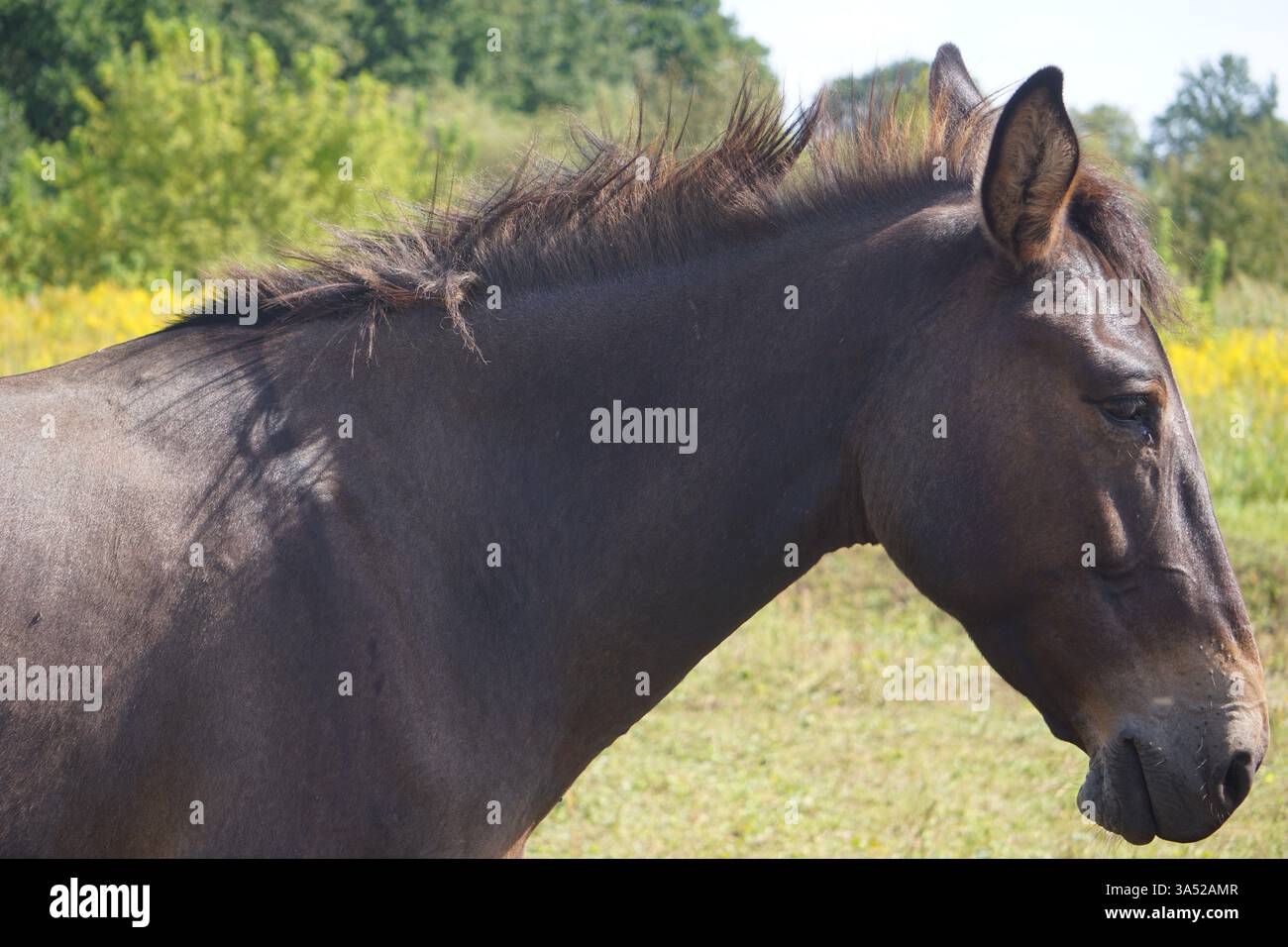 Primo piano ritratto di testa, muso e volto di un bellissimo cavallo islandese con pelliccia marrone scuro e una maestosa criniera in piedi su un prato verde Foto Stock