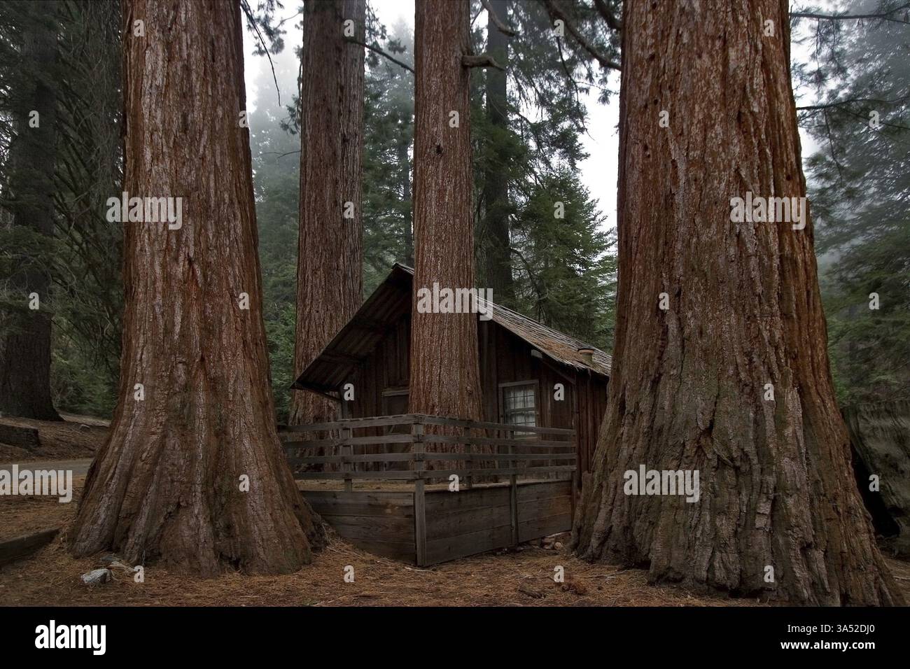 Piccola casa di ranger a Sequoia Park Foto Stock