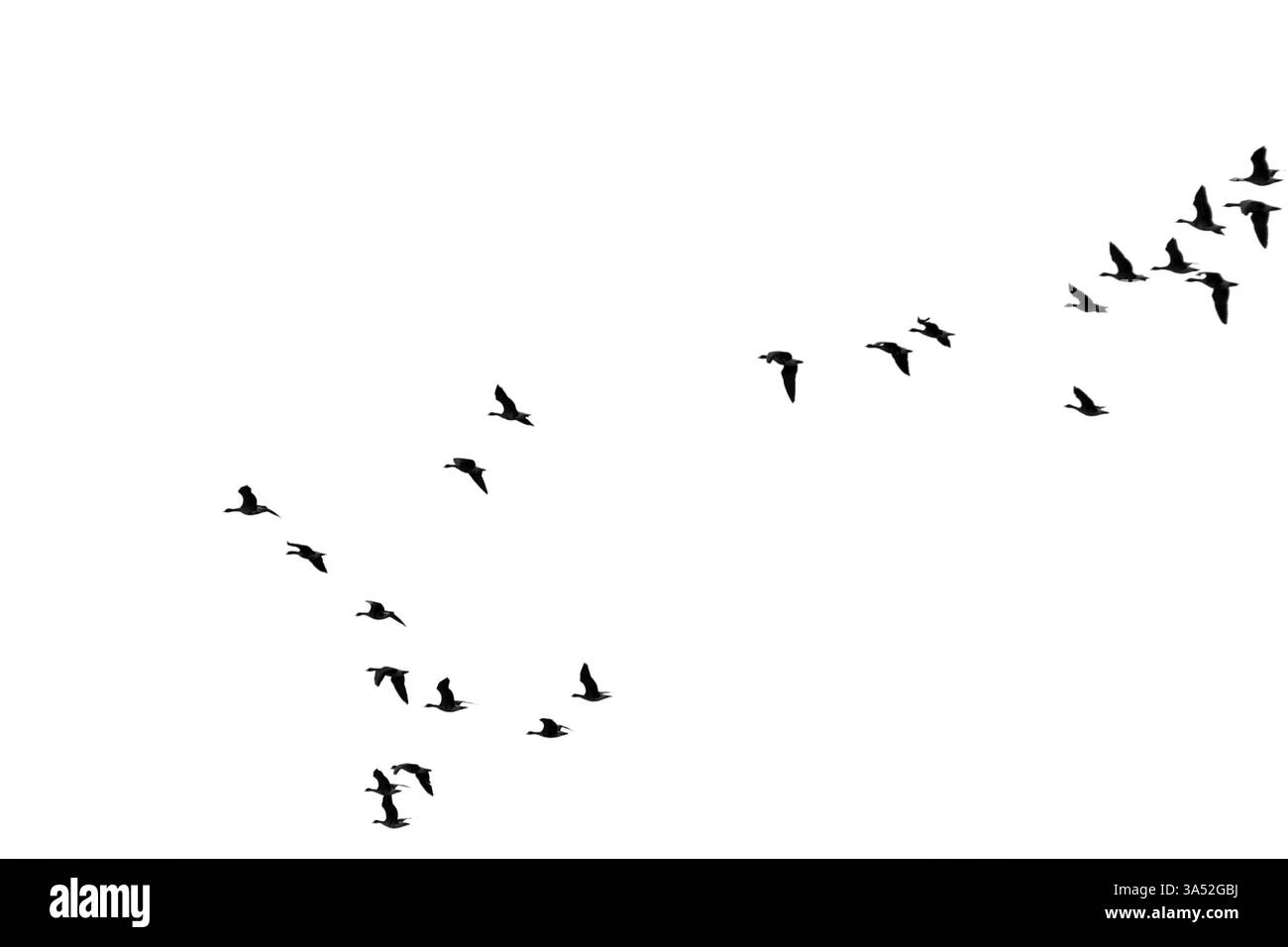 Stormo di oche selvatiche Foto Stock