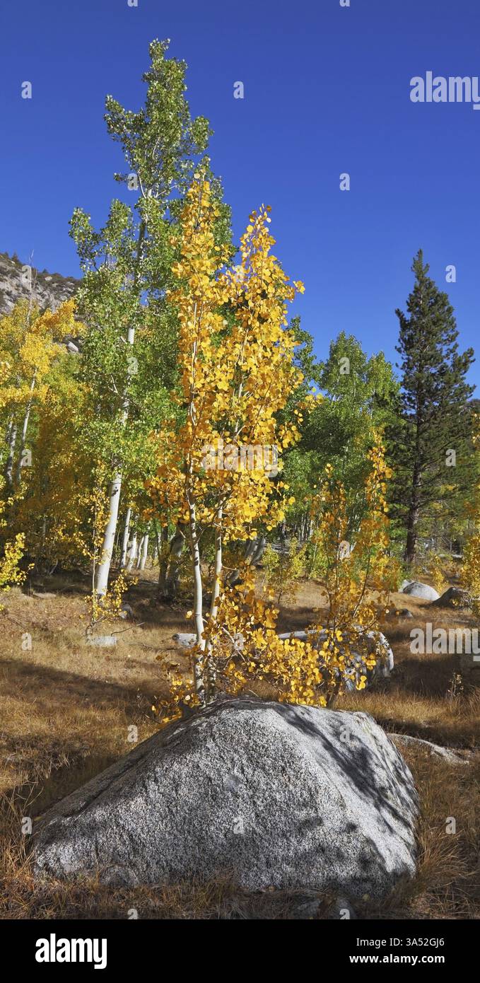 Paesaggio autunnale incredibilmente bello - alberi con fogliame colorato e grandi rocce - massi nell'erba gialla brillante Foto Stock