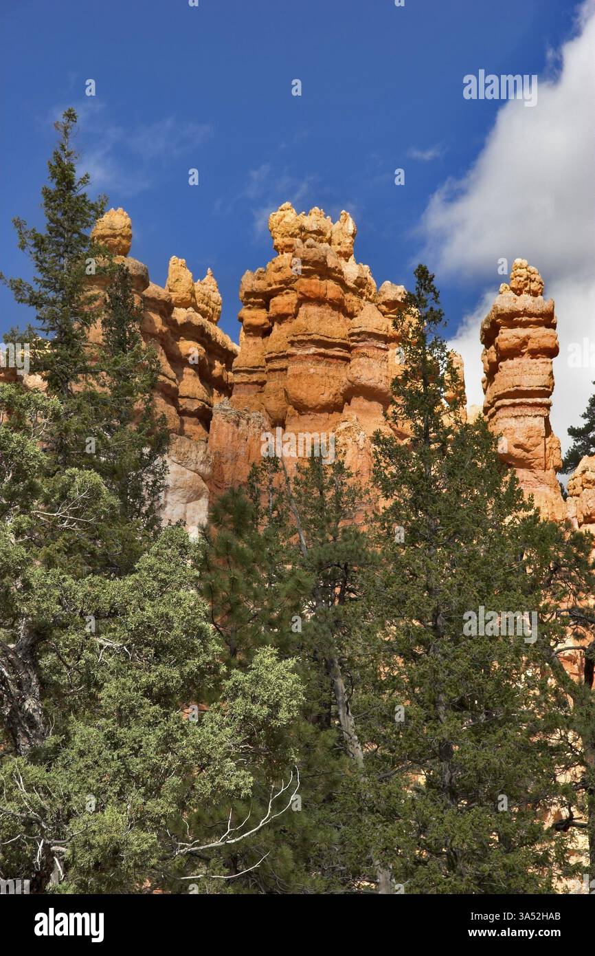 Le famose rocce arancioni del canyon di Bryce nello stato dello Utah USA Foto Stock
