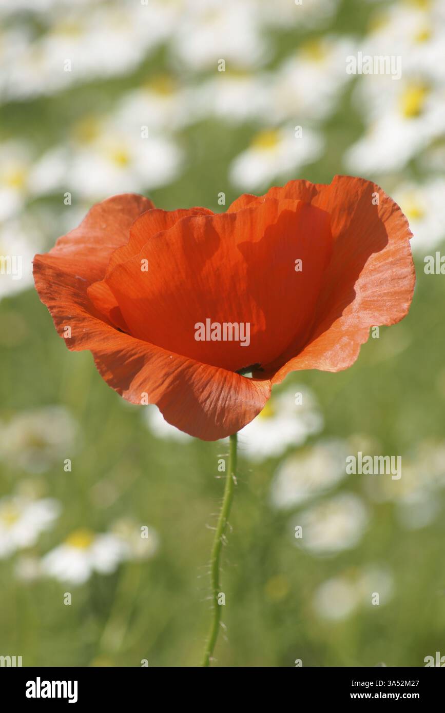 Papavero di cereale Foto Stock