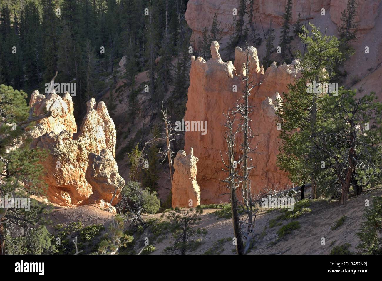 Le famose rocce arancioni del canyon di Bryce nello stato dello Utah USA Foto Stock