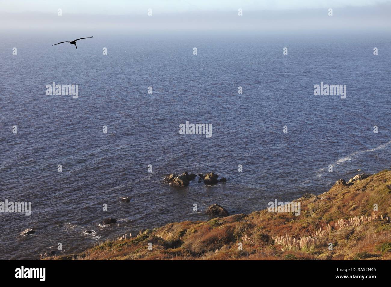 I pellicani grigi in un giorno sereno e sereno si trasformano sulla costa dell'oceano Pacifico Foto Stock