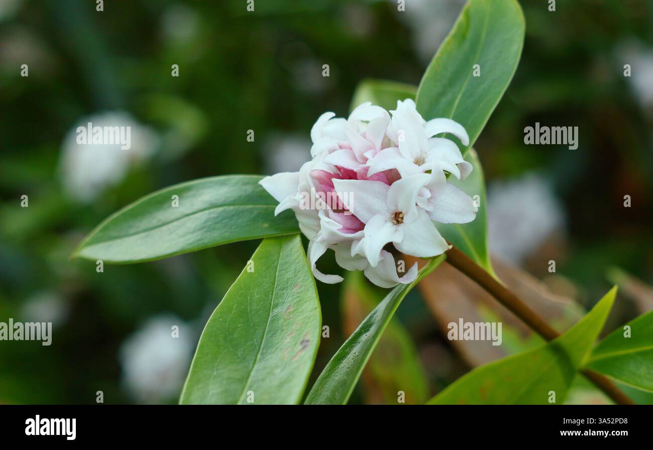 Daphne Perfume Princess. Daphne odora "Perfume Princess". Arbusto fiorito molto profumato con caratteristiche foglie scure lucide all'inizio di marzo. REGNO UNITO Foto Stock