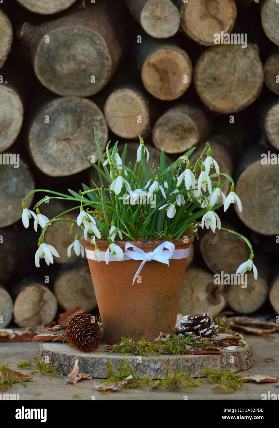 Gocce di neve in vaso. Mostra di gocce di neve nel giardino invernale, galanthus nivalis, in una pentola di argilla. REGNO UNITO Foto Stock