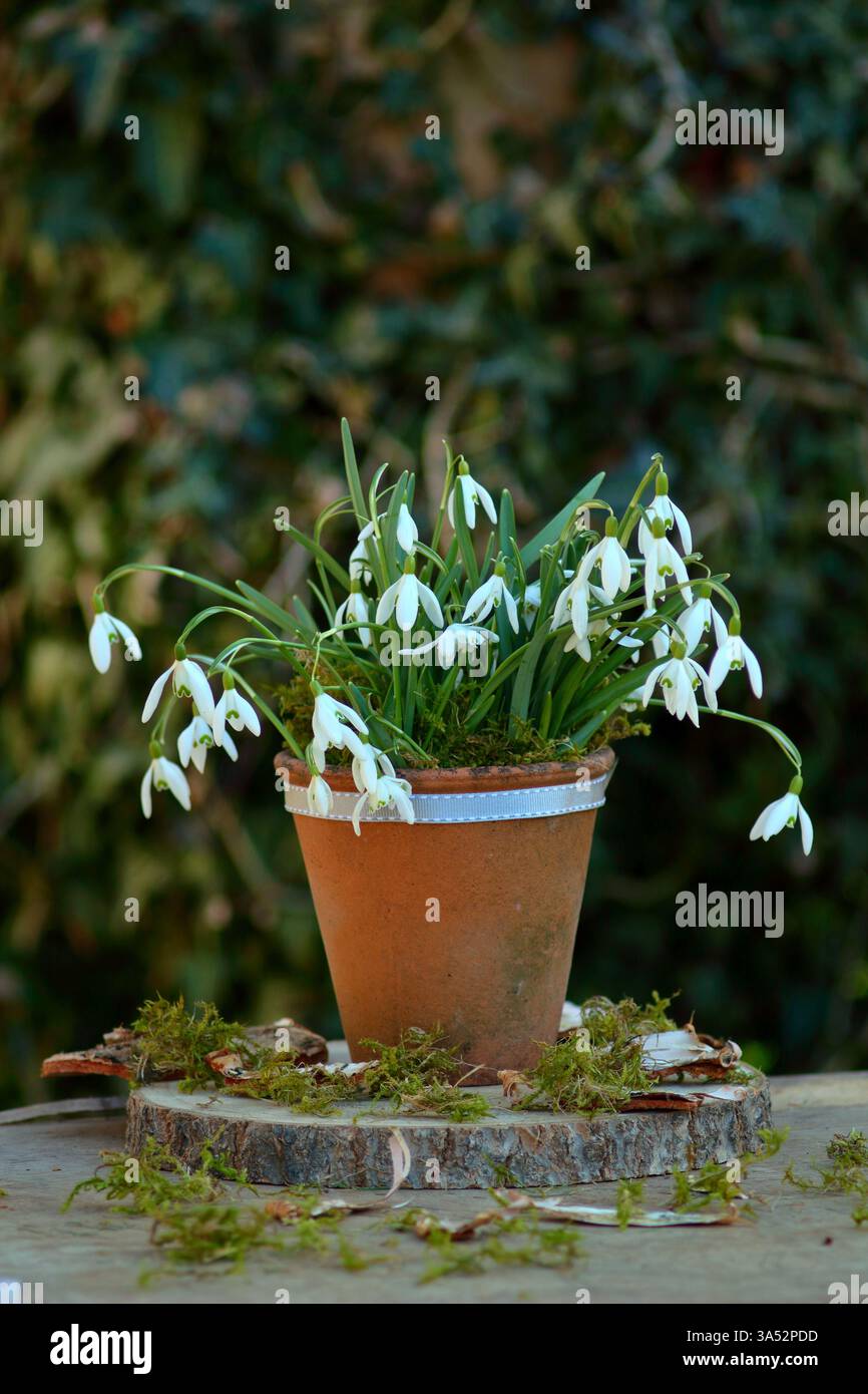 Gocce di neve in vaso. Mostra di gocce di neve nel giardino invernale, galanthus nivalis, in una pentola di argilla. REGNO UNITO Foto Stock