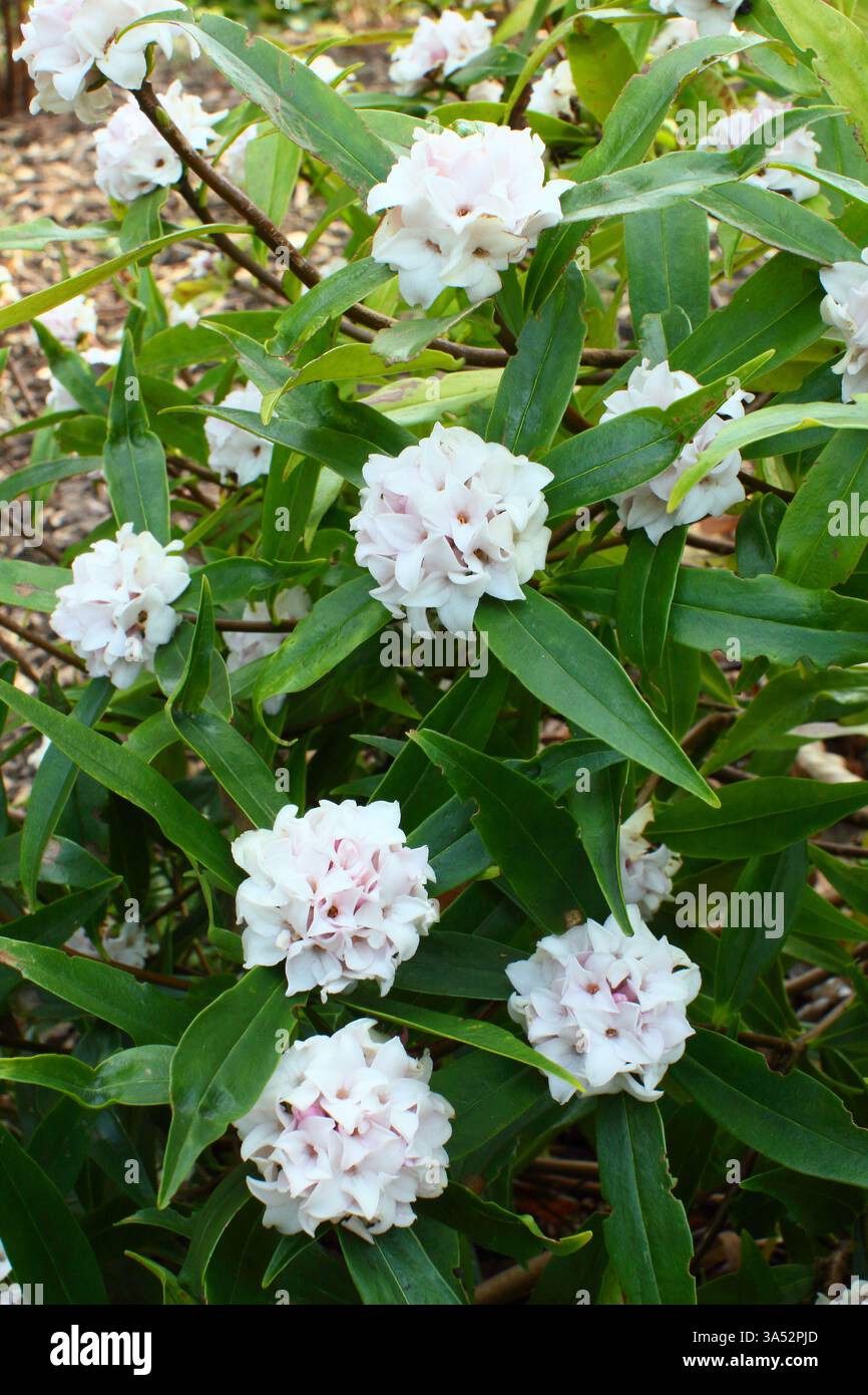 Daphne Perfume Princess. Daphne odora "Perfume Princess". Arbusto fiorito molto profumato con caratteristiche foglie scure lucide all'inizio di marzo. REGNO UNITO Foto Stock