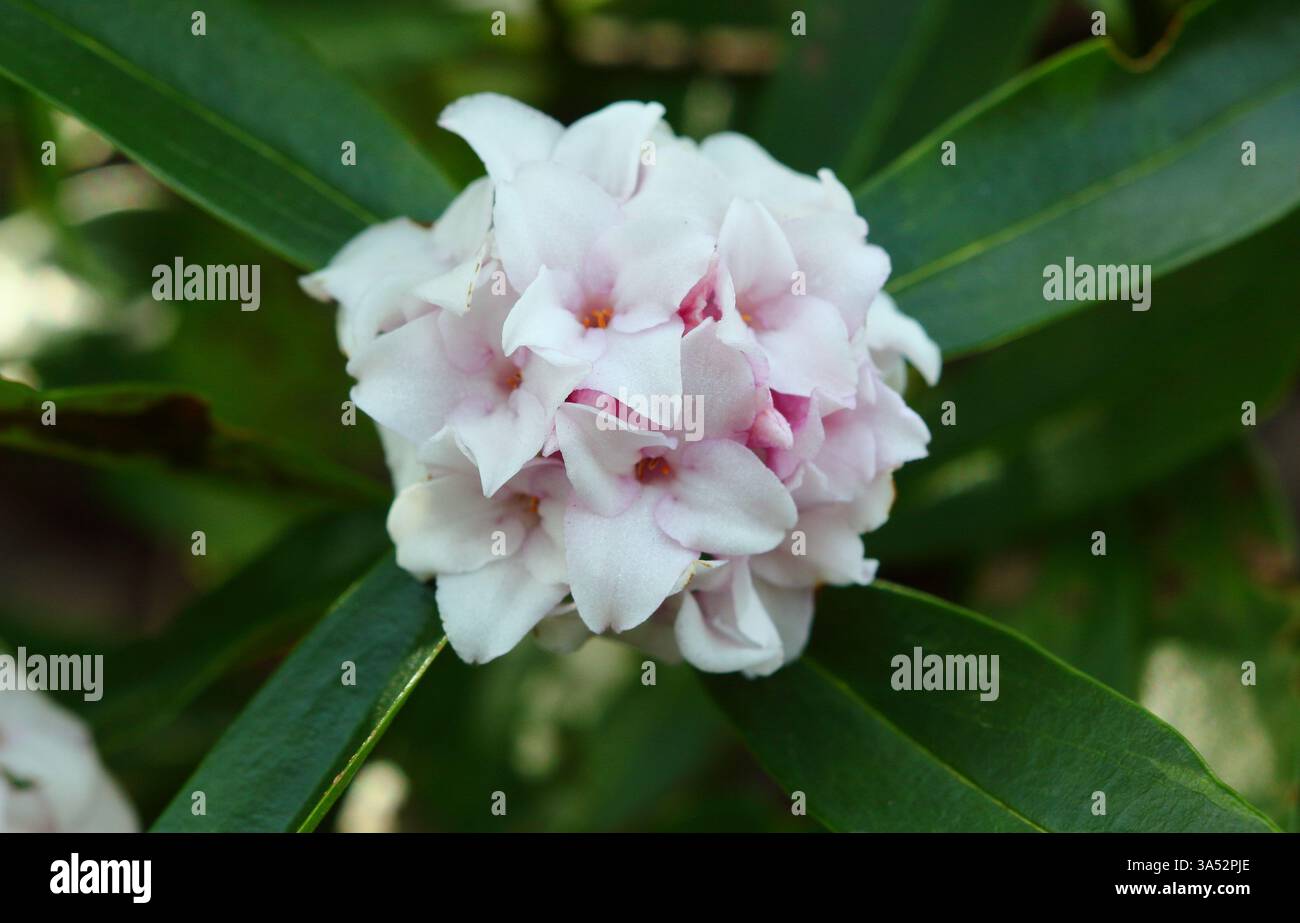 Daphne Perfume Princess. Daphne odora "Perfume Princess". Arbusto fiorito molto profumato con caratteristiche foglie scure lucide all'inizio di marzo. REGNO UNITO Foto Stock