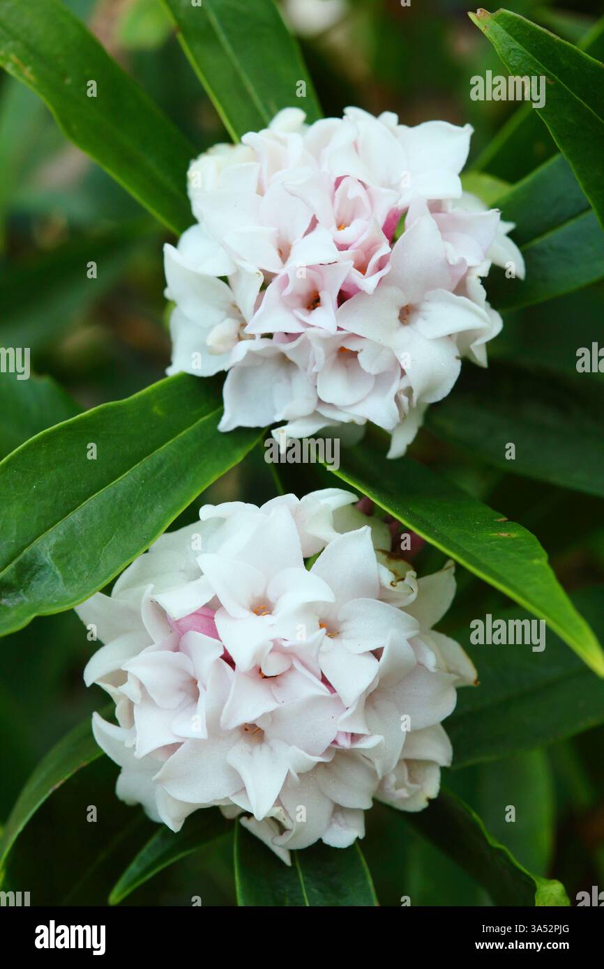 Daphne Perfume Princess. Daphne odora "Perfume Princess". Arbusto fiorito molto profumato con caratteristiche foglie scure lucide all'inizio di marzo. REGNO UNITO Foto Stock