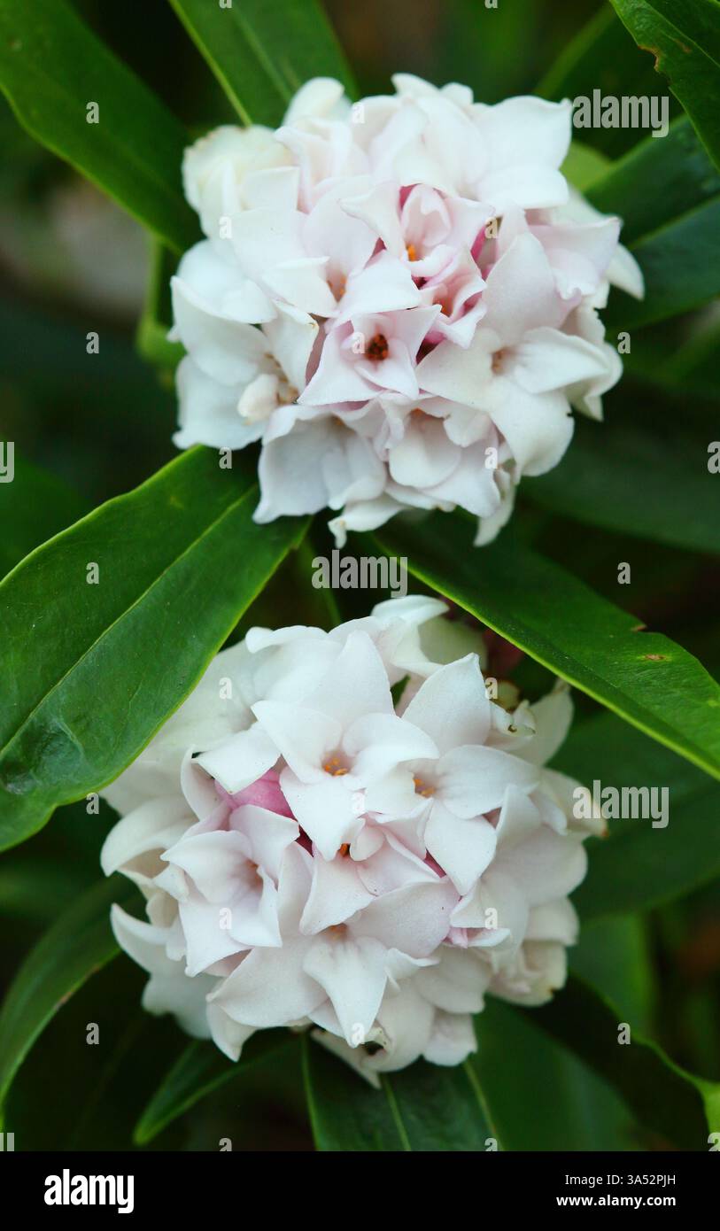 Daphne Perfume Princess. Daphne odora "Perfume Princess". Arbusto fiorito molto profumato con caratteristiche foglie scure lucide all'inizio di marzo. REGNO UNITO Foto Stock