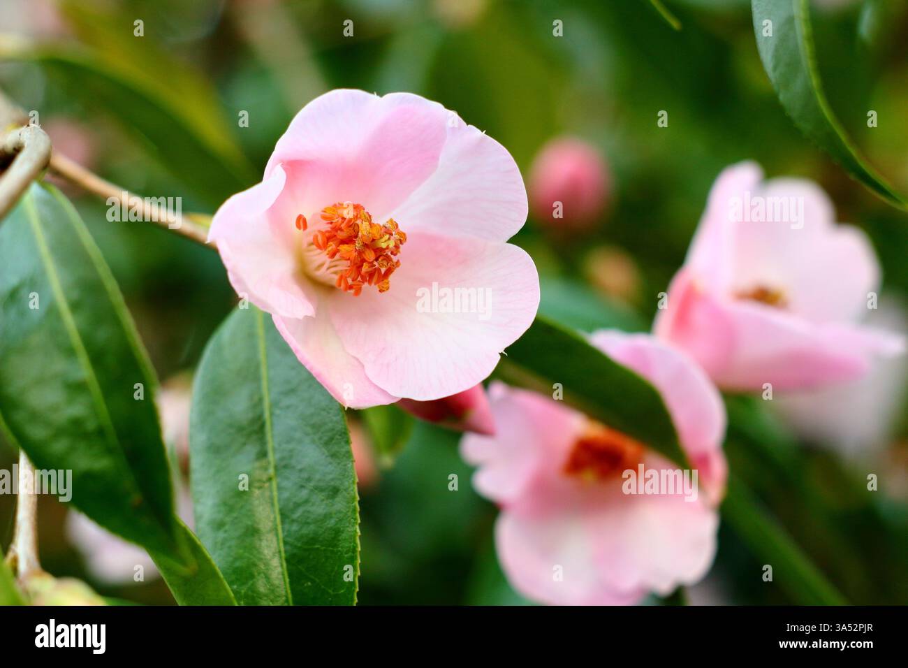 Camellia Winton (cuspidata x saluenensis), camelia ibrida, arbusto sempreverde resistente con fiori rosa pallido all'inizio della primavera. REGNO UNITO Foto Stock