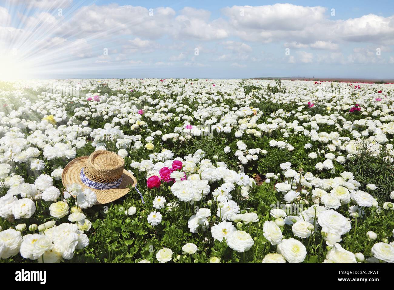 Elegante cappello di paglia con un nastro bianco e blu sul campo di fiori Foto Stock
