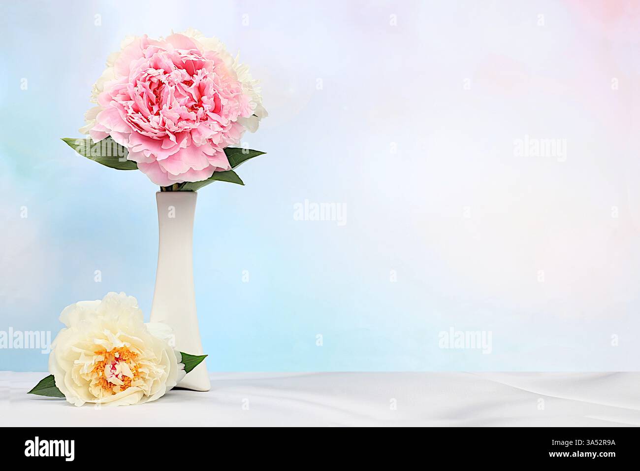 Bella disposizione floreale astratta di peonie fresche in vaso. Fase per l'esposizione dei prodotti e il concetto aziendale. Estetica moderna e minimalista, eleganza Foto Stock