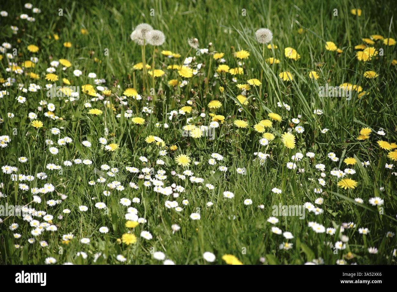 Un prato selvaggio con vari fiori come i leoni e le margherite Foto Stock