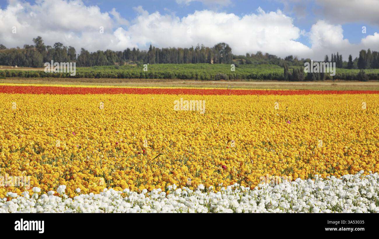 Magnifiche coppe per l'esportazione. Ampio campo di fiori nell'azienda agricola per l'allevamento di tazze Foto Stock