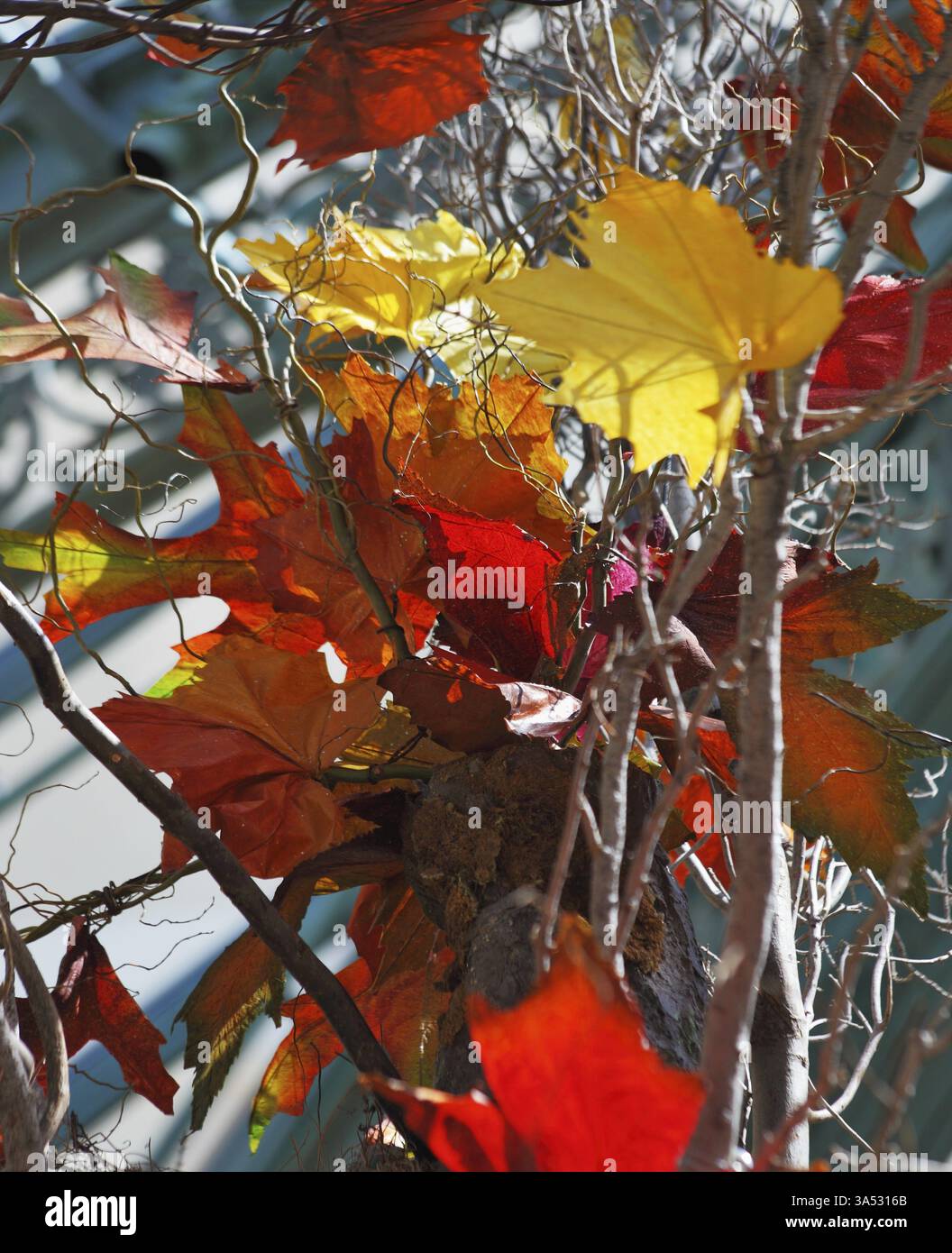 Giardino invernale presso il prestigioso hotel. Il pittoresco acero con arancia e foglie rosse Foto Stock