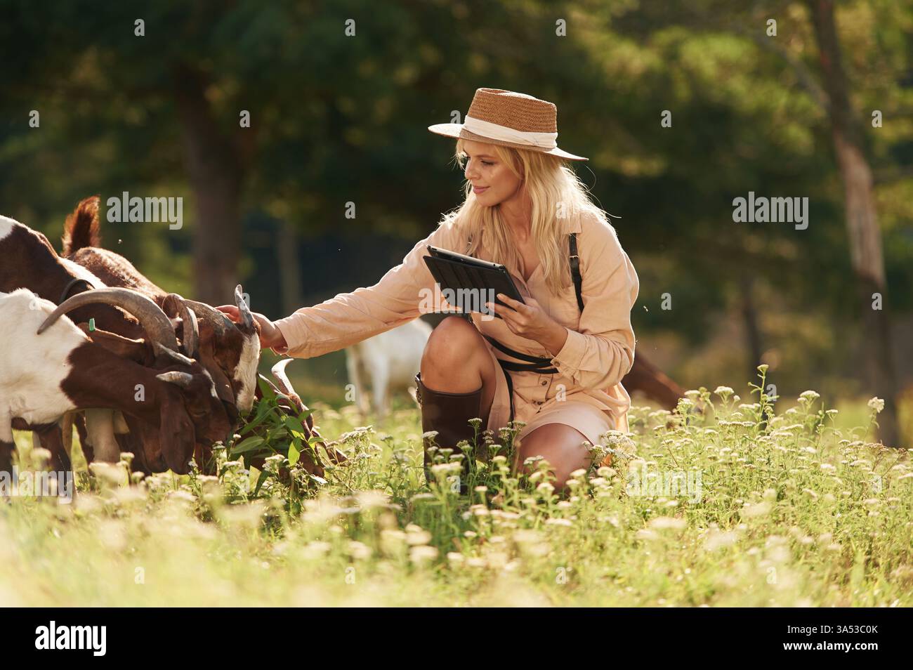 Con tablet digitale nero. La giovane donna è sul campo, in fattoria, con le capre. Foto Stock